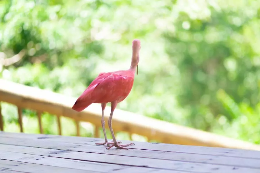 namesake pink birds