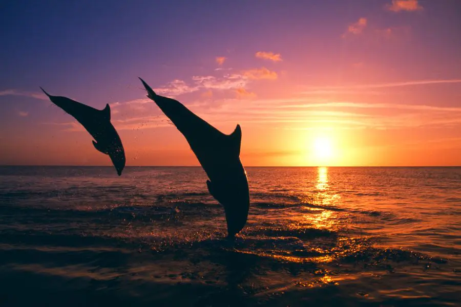 Sunset dolphin tour