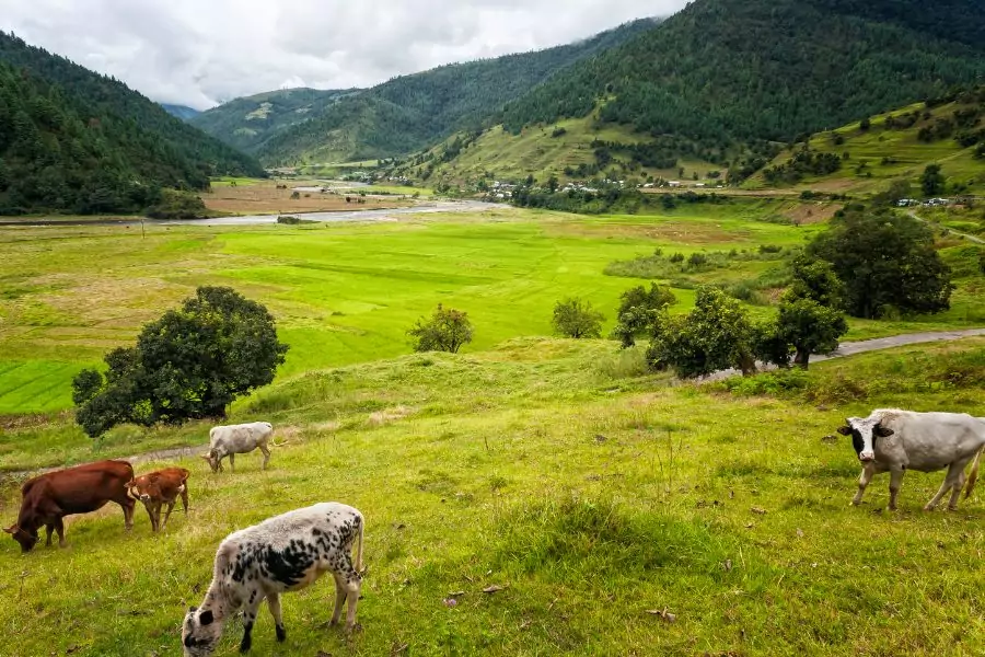 Sangti Valley Arunachal Pradesh