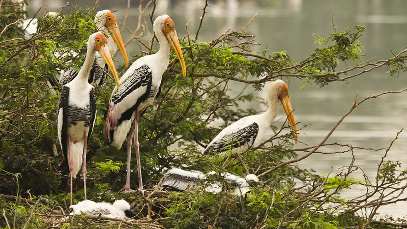 Uppalapadu Bird Sanctuary