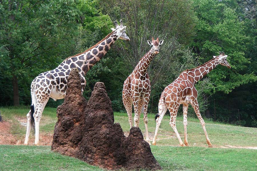 Asheboro Zoo