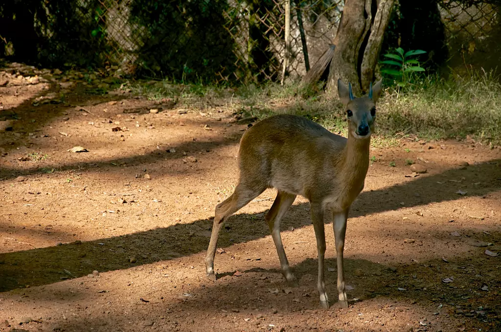 Shoolpaneshwar Wildlife Sanctuary photo