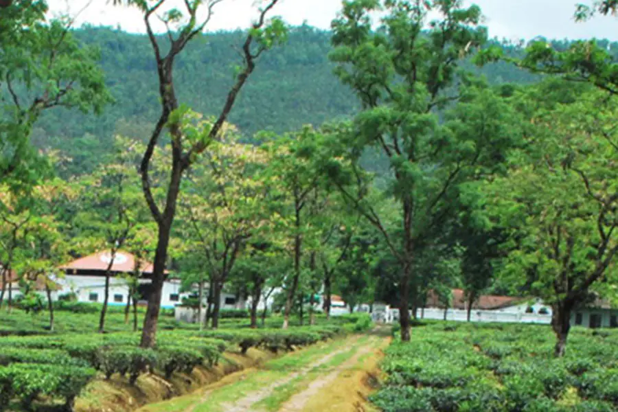 Fagu Tea Gardens - Places to Visit in Fagu