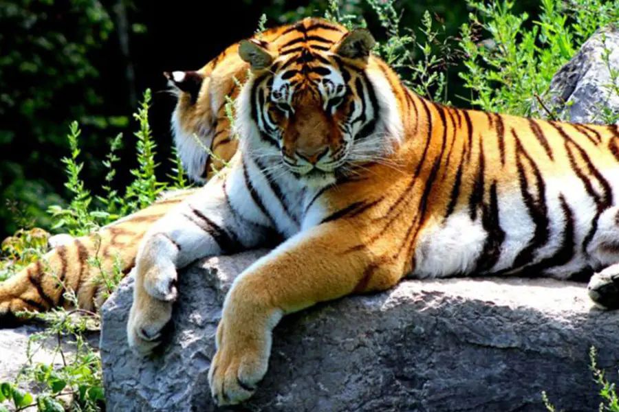 Kalagarh Tiger Reserve - Places to Visit in Lansdowne