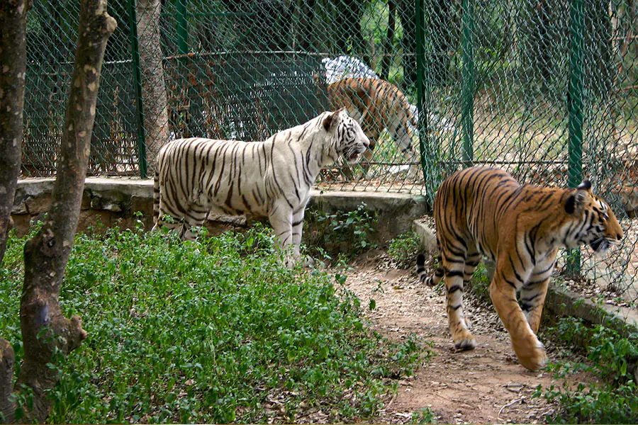 Zoo at Bannerghatta National Park