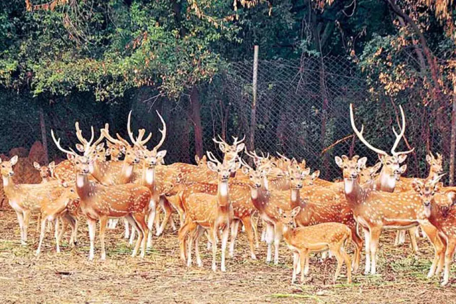 Bir Moti Bagh Wildlife Sanctuary - Places to Visit in Patiala