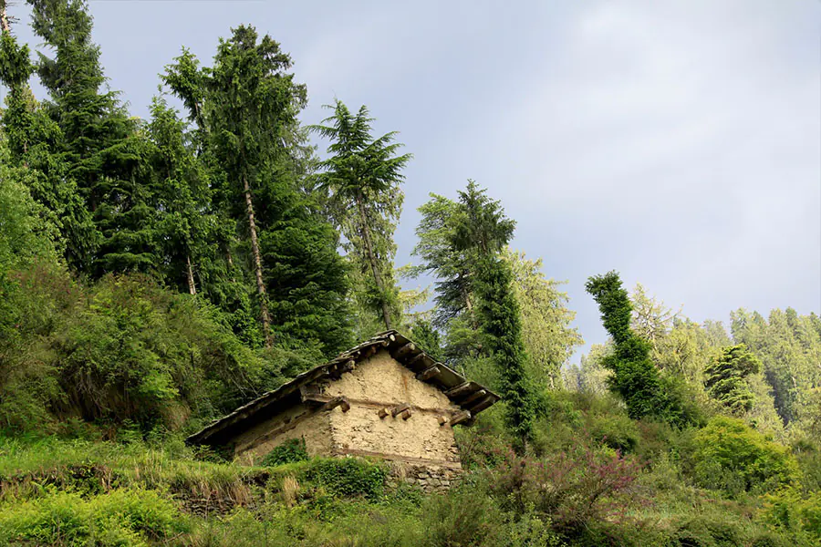 Shoja Village - Places To Visit in Jibhi