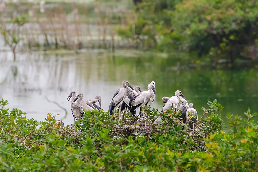 Vedanthangal Bird Sanctuary - Places to Visit in Kanchipuram