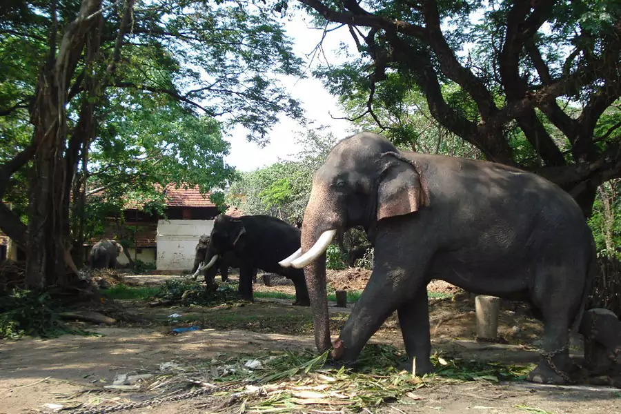 Punnathur Kotta Elephant Sanctuary - Places to Visit in Guruvayur